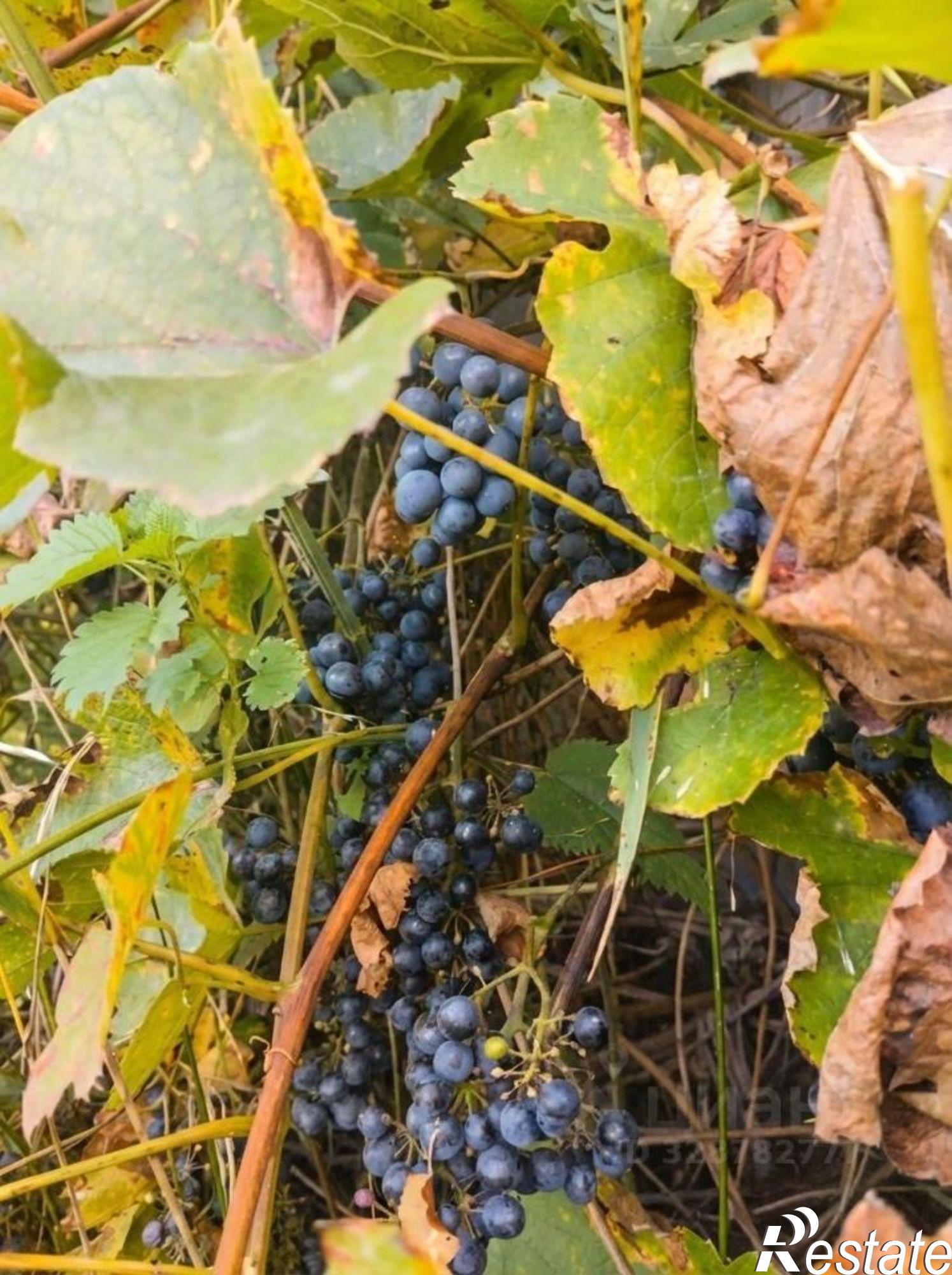 Купить дачу, дом, коттедж за 2 400 000 рублей на СНТ Засека, 268